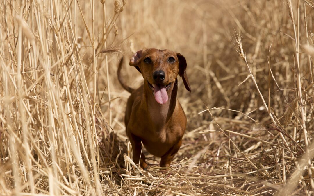 Ukázka z knihy „Život a Já“