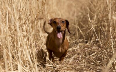Ukázka z knihy „Život a Já“