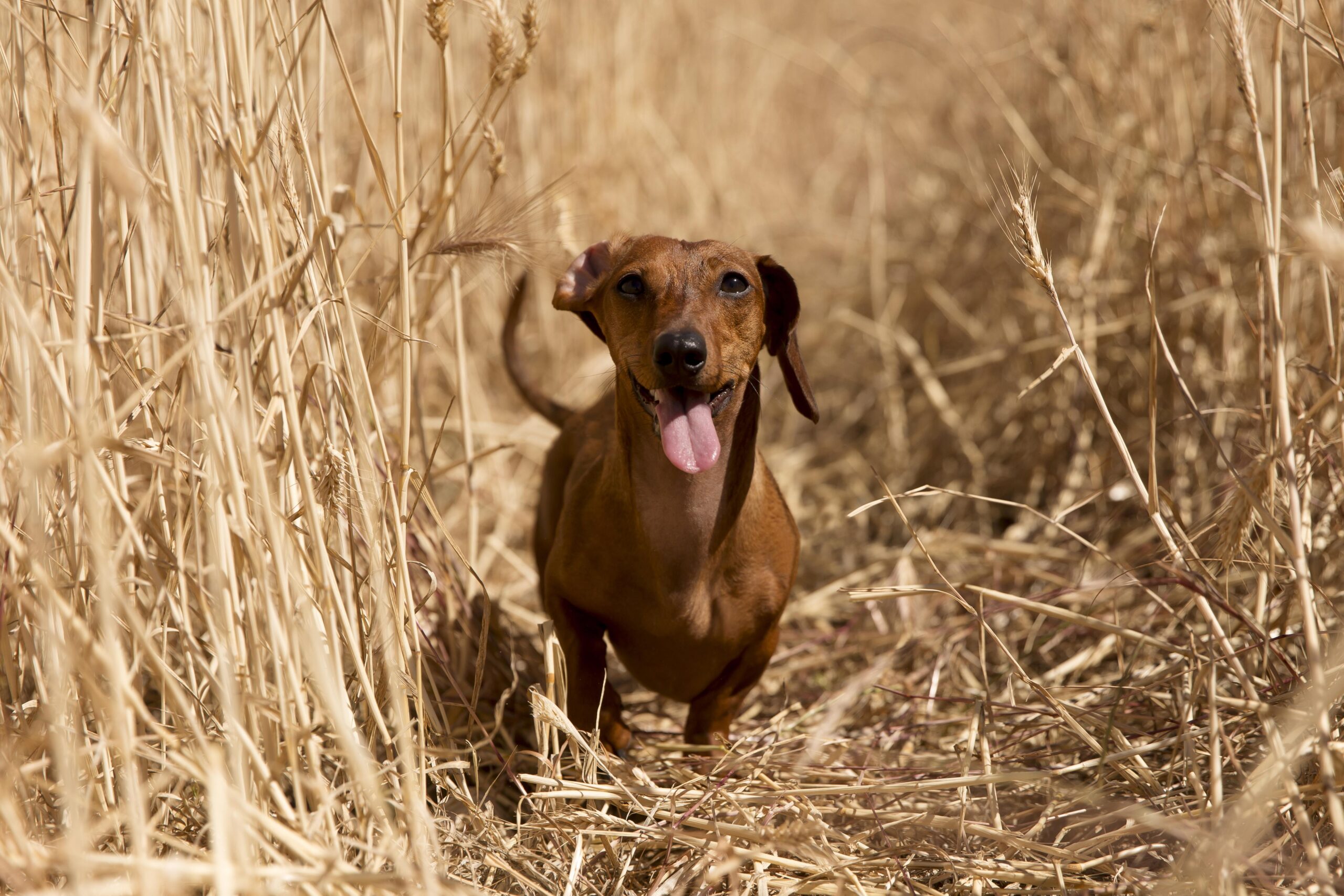 cute-dog-with-tongue-out-nature